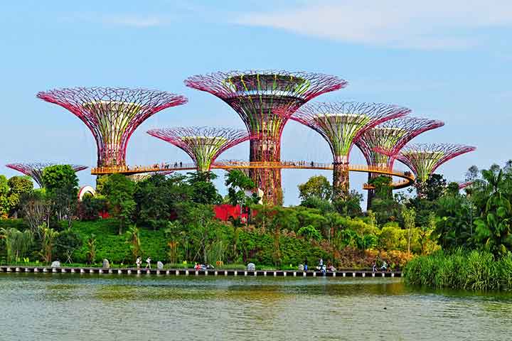 تصویری از پارک جنگلی سنگاپور را نشان می دهد.